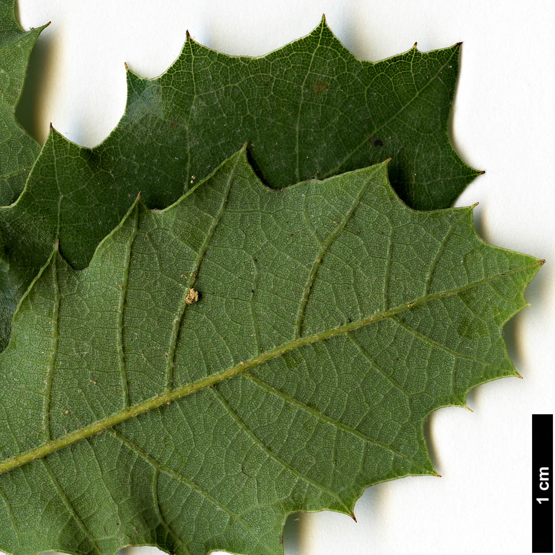 High resolution image: Family: Fagaceae - Genus: Quercus - Taxon: invaginata High resolution image: Family: Fagaceae - Genus: Quercus - Taxon: invaginata